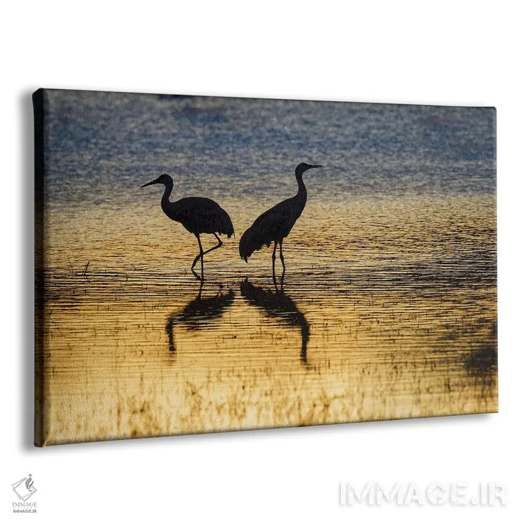 تابلو گروه درناهای سندهیل در غروب، پناهگاه حیات وحش بوسکه دل آپاچی، نیومکزیکو اثر آدام جونز - نمای پرسپکتیو محصول