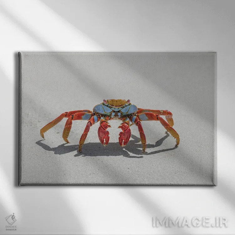 تابلو خرچنگ سالی لایتفوت روی ساحل شنی سفید، جزیره سن کریستوبال، جزایر گالاپاگوس، اکوادور اثر آدام جونز - نمای روبهرو روی دیوار