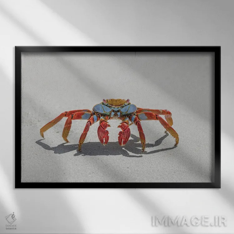 تابلو خرچنگ سالی لایتفوت روی ساحل شنی سفید، جزیره سن کریستوبال، جزایر گالاپاگوس، اکوادور اثر آدام جونز - نمای قابدار مشکی