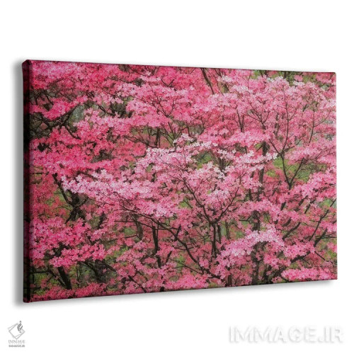 تابلو نمایی با فوکوس نرم از درخت داگوود صورتی بزرگ در شکوفه کامل، کنتاکی اثر آدام جونز - نمای پرسپکتیو محصول