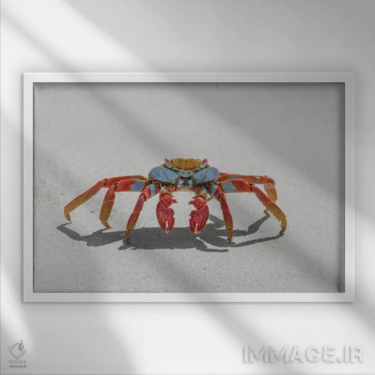 تابلو خرچنگ سالی لایتفوت روی ساحل شنی سفید، جزیره سن کریستوبال، جزایر گالاپاگوس، اکوادور اثر آدام جونز - نمای قابدار سفید