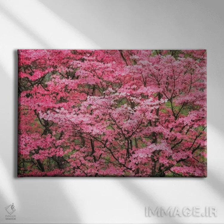 تابلو نمایی با فوکوس نرم از درخت داگوود صورتی بزرگ در شکوفه کامل، کنتاکی اثر آدام جونز - نمای روبهرو روی دیوار