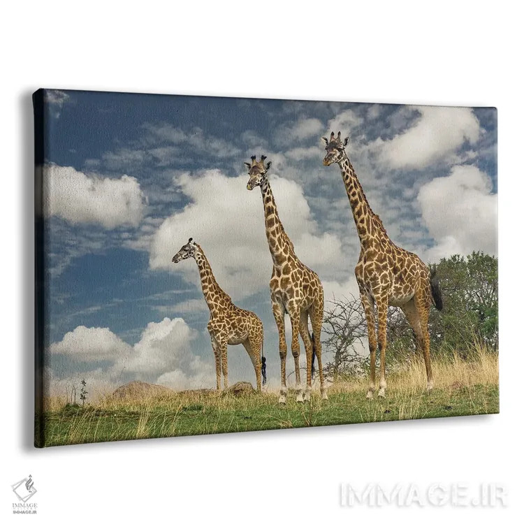 تابلو سه زرافه ماسایی اثر آدام جونز - نمای پرسپکتیو محصول