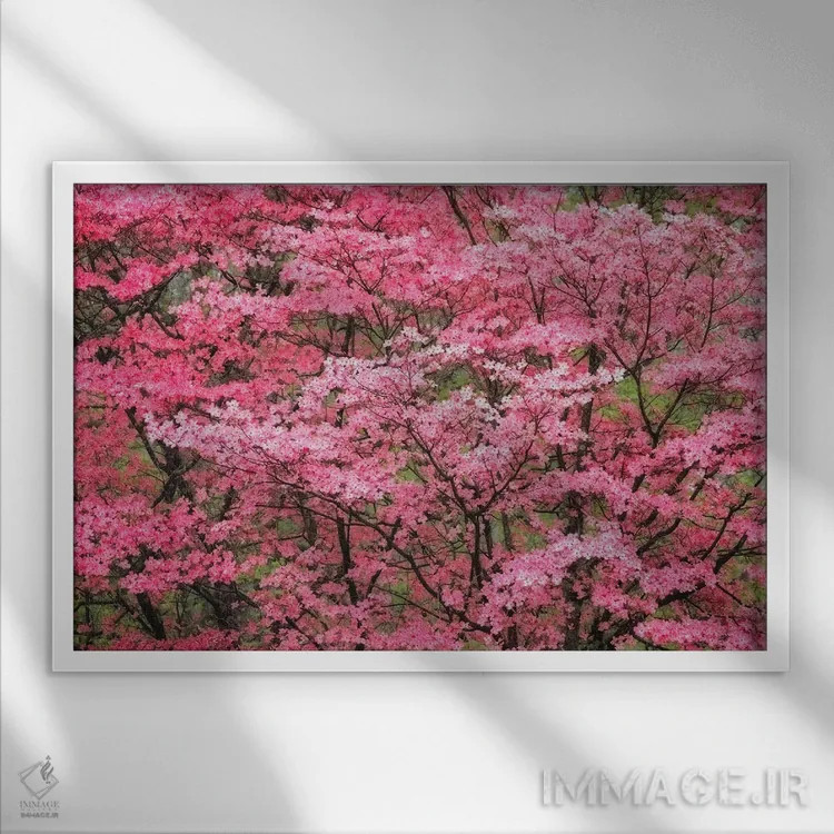 تابلو نمایی با فوکوس نرم از درخت داگوود صورتی بزرگ در شکوفه کامل، کنتاکی اثر آدام جونز - نمای قابدار سفید