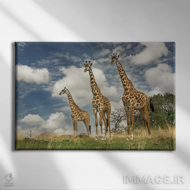 تابلو سه زرافه ماسایی اثر آدام جونز - نمای روبهرو روی دیوار