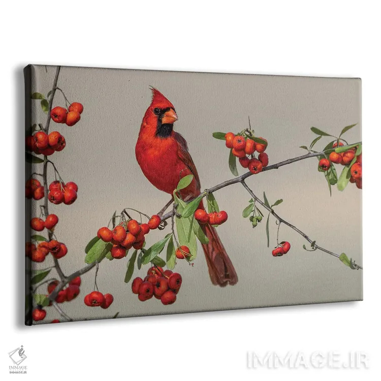 تابلو کارباورال شمالی نر، درهٔ ریو گرانده، تگزاس اثر آدام جونز - نمای پرسپکتیو محصول