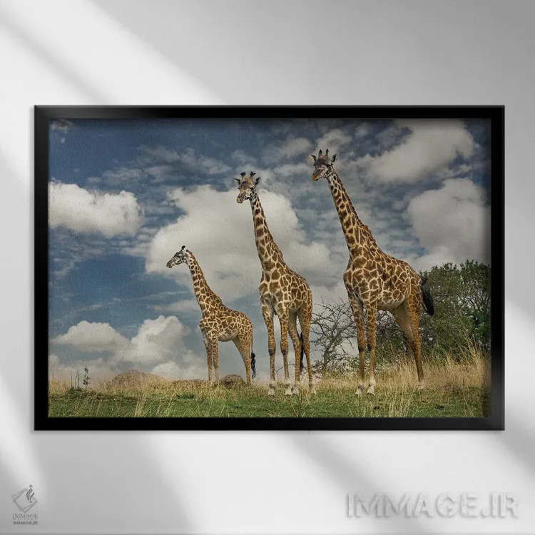 تابلو سه زرافه ماسایی اثر آدام جونز - نمای قابدار مشکی