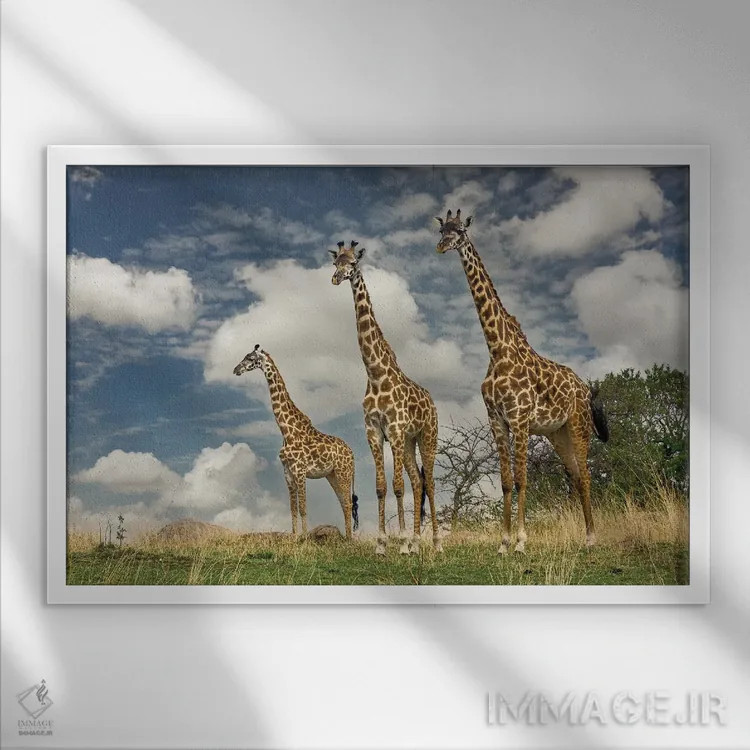 تابلو سه زرافه ماسایی اثر آدام جونز - نمای قابدار سفید
