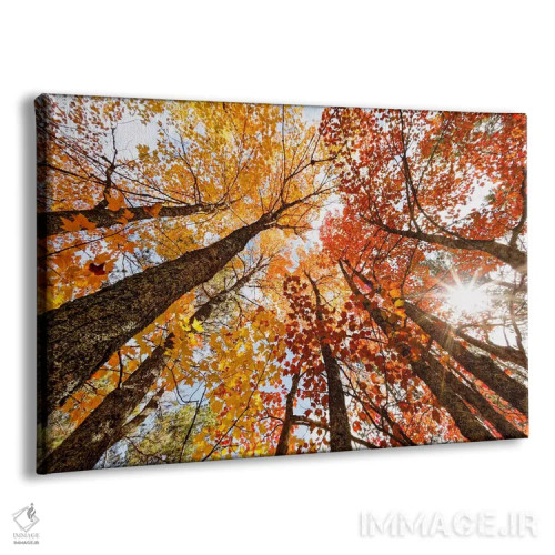 تابلو نمای پاییزی کمزاویه از درختان افرا، شبهجزیرهٔ بالایی، میشیگان، آمریکا اثر آدام جونز - نمای پرسپکتیو محصول