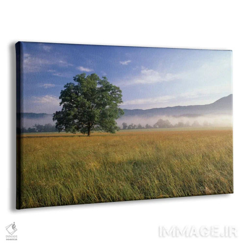 تابلو درخت بلوط بر تنها با پسزمینهای مهآلود، کیدز کوو، پارک ملی کوههای اسموکی بزرگ، تنسی، آمریکا اثر آدام جونز - نمای پرسپکتیو محصول