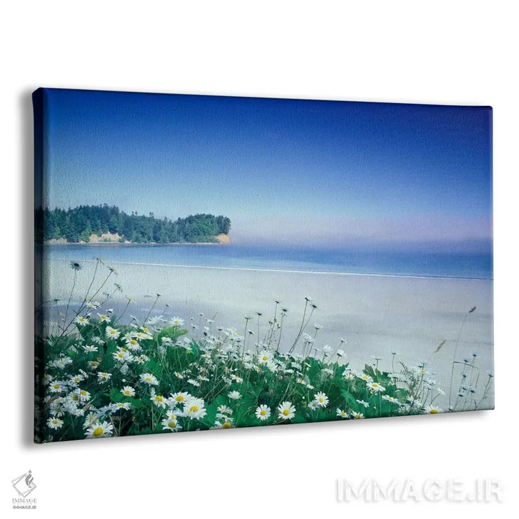 تابلو ساحل هلالی با گلهای مروارید در جلوی تصویر، پورت آنجلس، واشنگتن، آمریکا اثر آدام جونز - نمای پرسپکتیو محصول