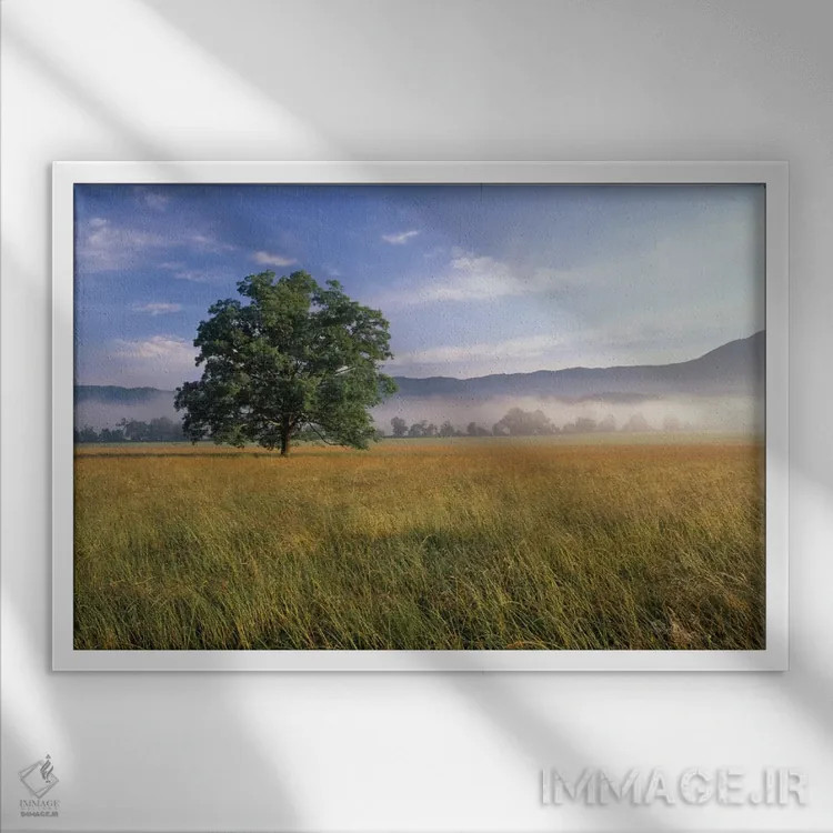 تابلو درخت بلوط بر تنها با پسزمینهای مهآلود، کیدز کوو، پارک ملی کوههای اسموکی بزرگ، تنسی، آمریکا اثر آدام جونز - نمای قابدار سفید