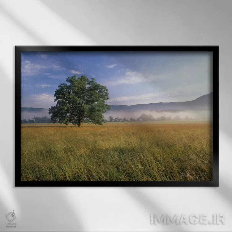 تابلو درخت بلوط بر تنها با پسزمینهای مهآلود، کیدز کوو، پارک ملی کوههای اسموکی بزرگ، تنسی، آمریکا اثر آدام جونز - نمای قابدار مشکی