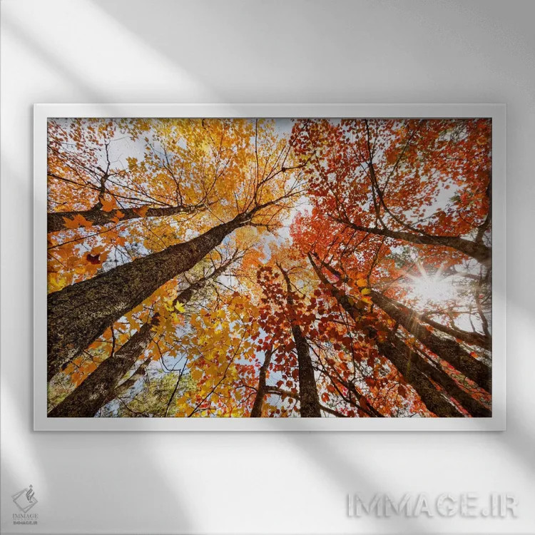 تابلو نمای پاییزی کمزاویه از درختان افرا، شبهجزیرهٔ بالایی، میشیگان، آمریکا اثر آدام جونز - نمای قابدار سفید