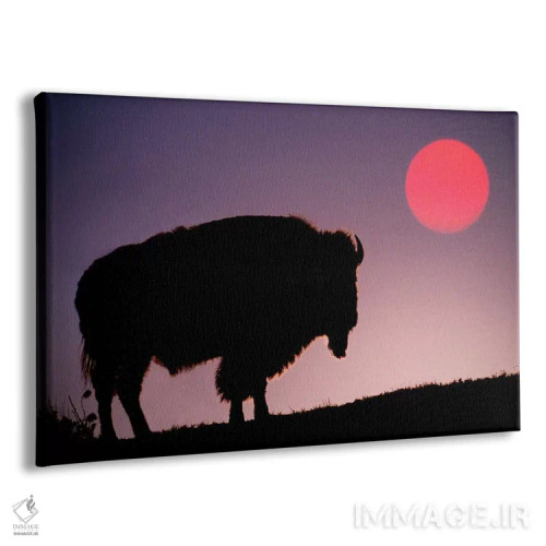 تابلو سیلوئت گاومیش کوهاندار آمریکایی در طلوع، پارک ملی یلواستون، وایومینگ، آمریکا اثر آدام جونز - نمای پرسپکتیو محصول