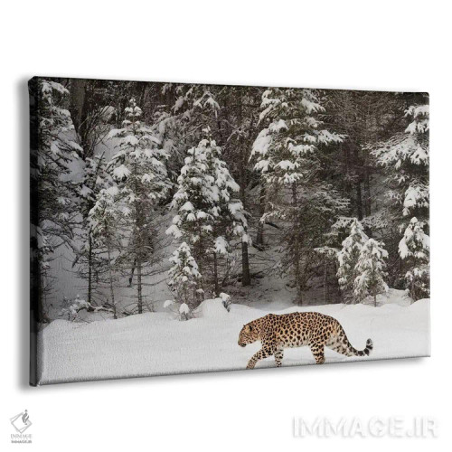 تابلو پلنگ آمور در زمستان (۲) اثر آدام جونز - نمای پرسپکتیو محصول