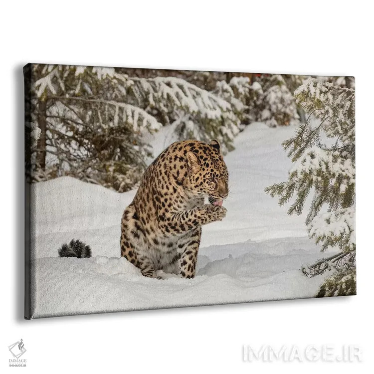 تابلو پلنگ آمور در زمستان (۱) اثر آدام جونز - نمای پرسپکتیو محصول