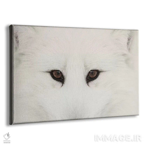 تابلو روباه قطبی در برف، مونتانا (۲) اثر آدام جونز - نمای پرسپکتیو محصول