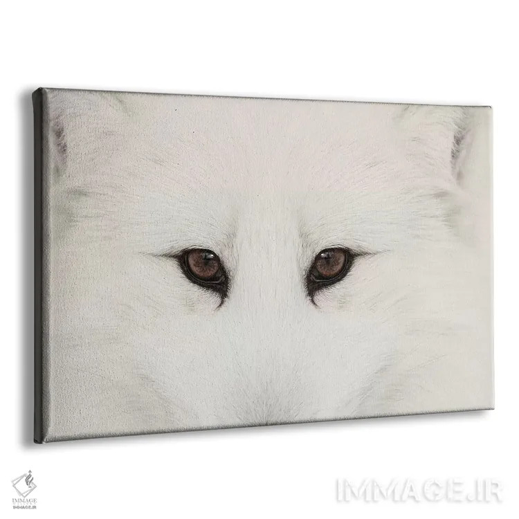 تابلو روباه قطبی در برف، مونتانا (۲) اثر آدام جونز - نمای پرسپکتیو محصول