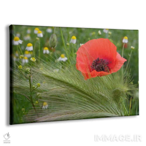 تابلو شقایق سرخ تنها، منطقه توسکانی، ایتالیا اثر آدام جونز - نمای پرسپکتیو محصول