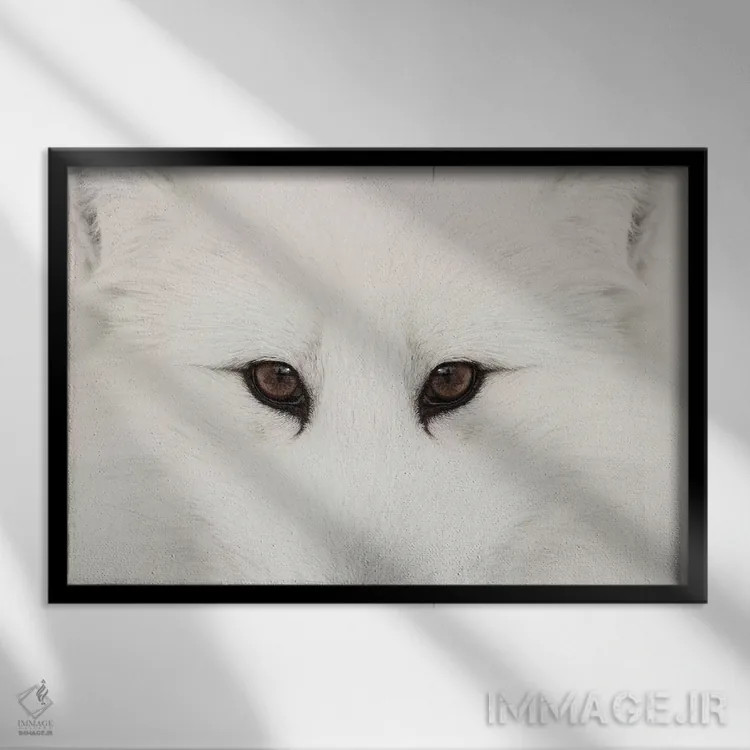 تابلو روباه قطبی در برف، مونتانا (۲) اثر آدام جونز - نمای قابدار مشکی