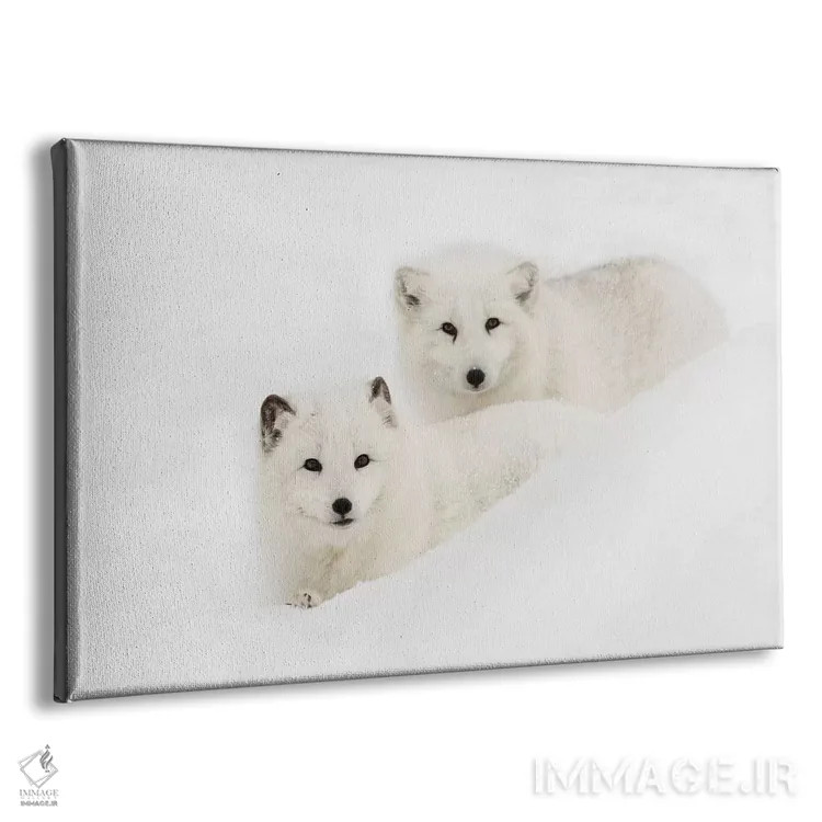 تابلو روباه قطبی در برف، مونتانا (۱) اثر آدام جونز - نمای پرسپکتیو محصول