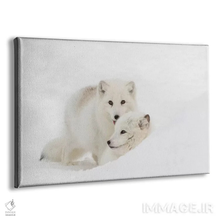 تابلو روباه قطبی در برف، مونتانا، گونۀ ولپکس اثر آدام جونز - نمای پرسپکتیو محصول