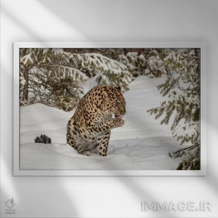 تابلو پلنگ آمور در زمستان (۱) اثر آدام جونز - نمای قابدار سفید