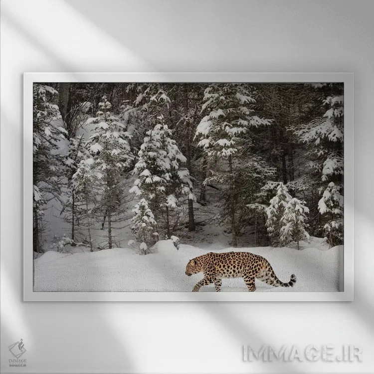 تابلو پلنگ آمور در زمستان (۲) اثر آدام جونز - نمای قابدار سفید