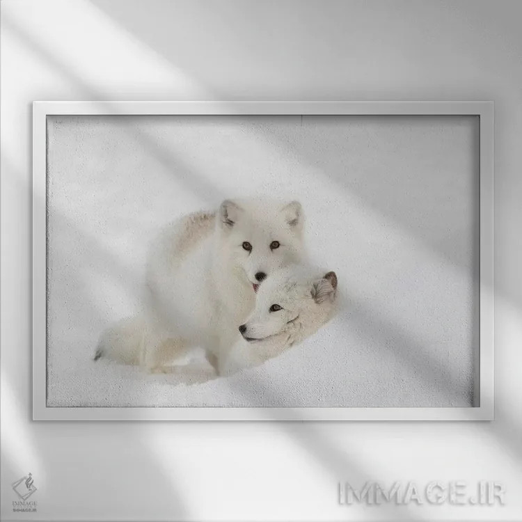 تابلو روباه قطبی در برف، مونتانا، گونۀ ولپکس اثر آدام جونز - نمای قابدار سفید