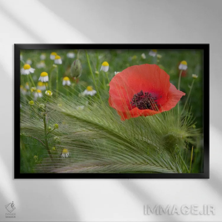 تابلو شقایق سرخ تنها، منطقه توسکانی، ایتالیا اثر آدام جونز - نمای قابدار مشکی