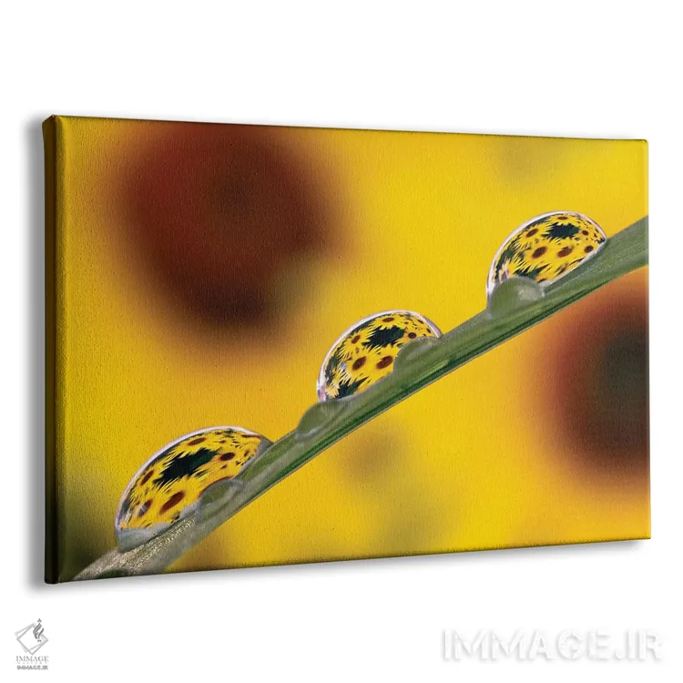 تابلو شکوفههای بلکآید سوزان منعکس شده در قطرات شبنم روی برگ چمن اثر آدام جونز - نمای پرسپکتیو محصول