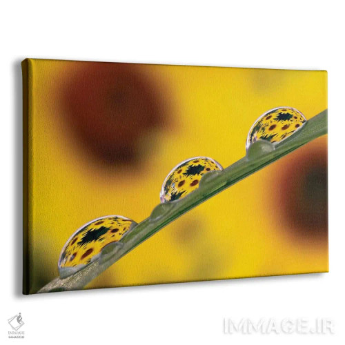 تابلو شکوفههای بلکآید سوزان منعکس شده در قطرات شبنم روی برگ چمن اثر آدام جونز - نمای پرسپکتیو محصول