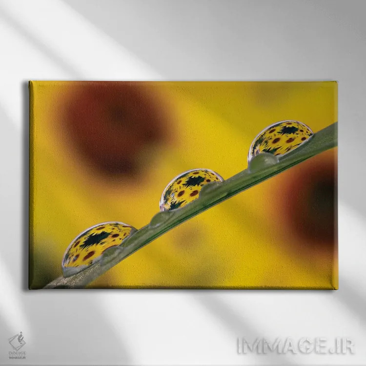 تابلو شکوفههای بلکآید سوزان منعکس شده در قطرات شبنم روی برگ چمن اثر آدام جونز - نمای روبهرو روی دیوار