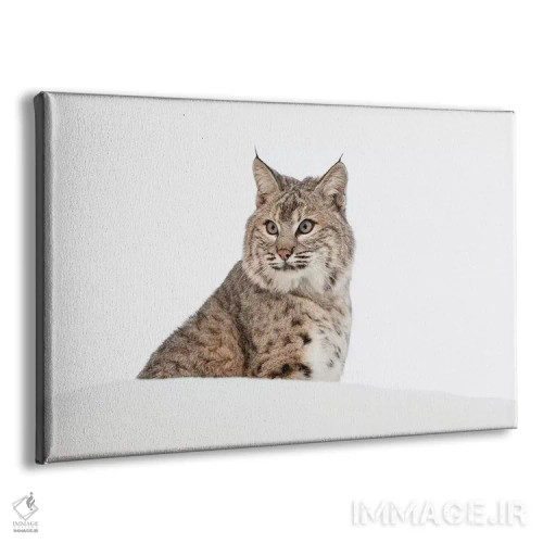 تابلو سیاهگوش در برف، مونتانا (گونه لینکس روفوس) اثر آدام جونز - نمای پرسپکتیو محصول