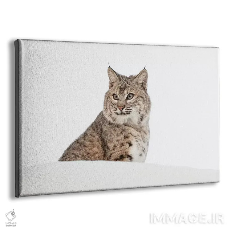 تابلو سیاهگوش در برف، مونتانا (گونه لینکس روفوس) اثر آدام جونز - نمای پرسپکتیو محصول