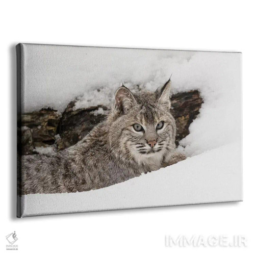 تابلو سیاهگوش در برف، مونتانا اثر آدام جونز - نمای پرسپکتیو محصول