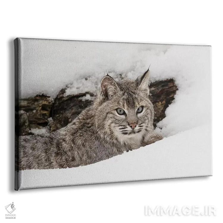 تابلو سیاهگوش در برف، مونتانا اثر آدام جونز - نمای پرسپکتیو محصول