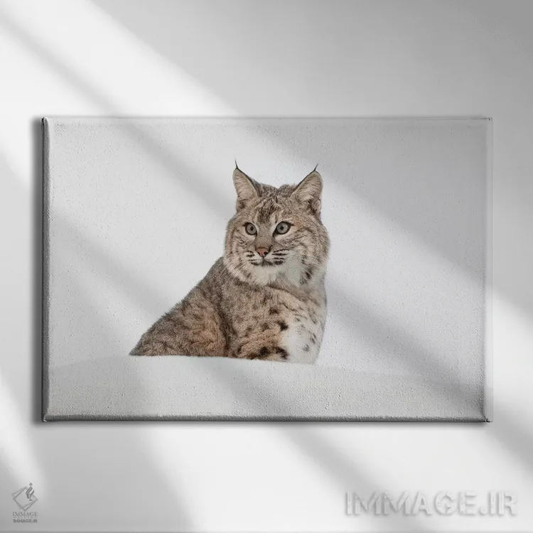 تابلو سیاهگوش در برف، مونتانا (گونه لینکس روفوس) اثر آدام جونز - نمای روبهرو روی دیوار