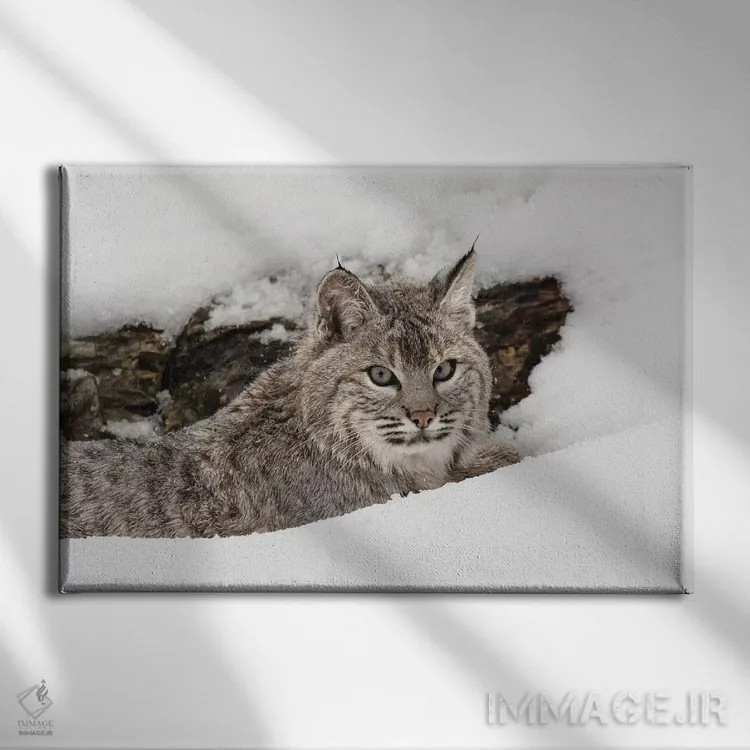 تابلو سیاهگوش در برف، مونتانا اثر آدام جونز - نمای روبهرو روی دیوار