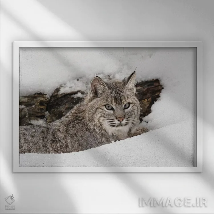 تابلو سیاهگوش در برف، مونتانا اثر آدام جونز - نمای قابدار سفید