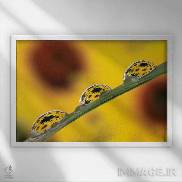 تابلو شکوفههای بلکآید سوزان منعکس شده در قطرات شبنم روی برگ چمن اثر آدام جونز - نمای قابدار سفید