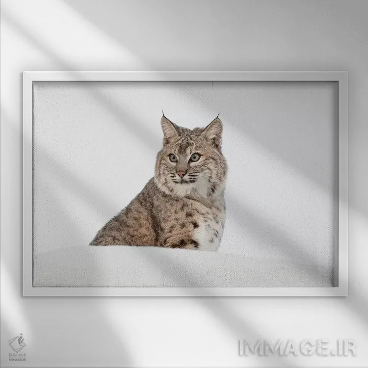 تابلو سیاهگوش در برف، مونتانا (گونه لینکس روفوس) اثر آدام جونز - نمای قابدار سفید