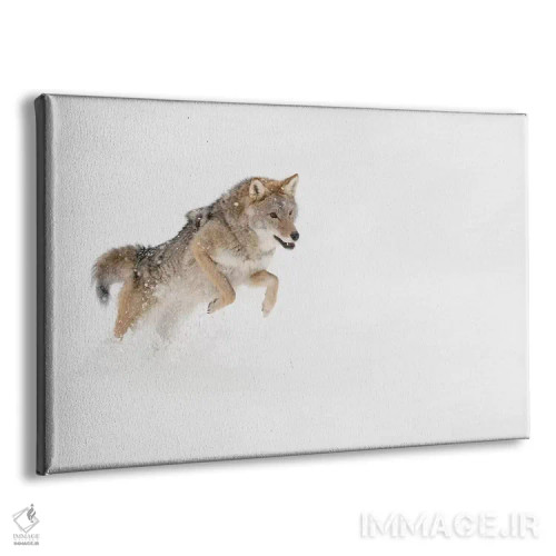 تابلو کایوت در برف، مونتانا (۱) اثر آدام جونز - نمای پرسپکتیو محصول