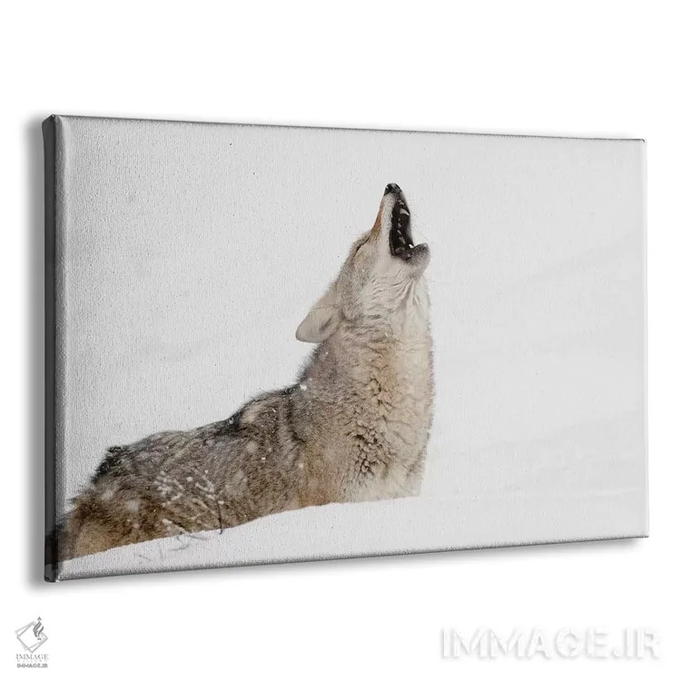 تابلو کایوت زوزهکش در برف، مونتانا اثر آدام جونز - نمای پرسپکتیو محصول
