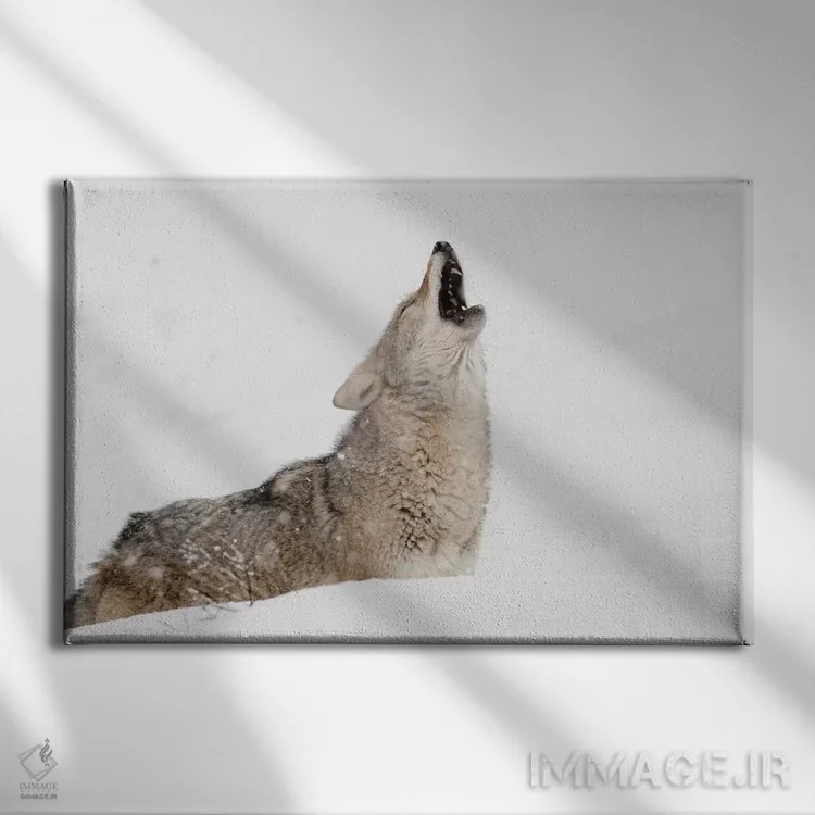 تابلو کایوت زوزهکش در برف، مونتانا اثر آدام جونز - نمای روبهرو روی دیوار