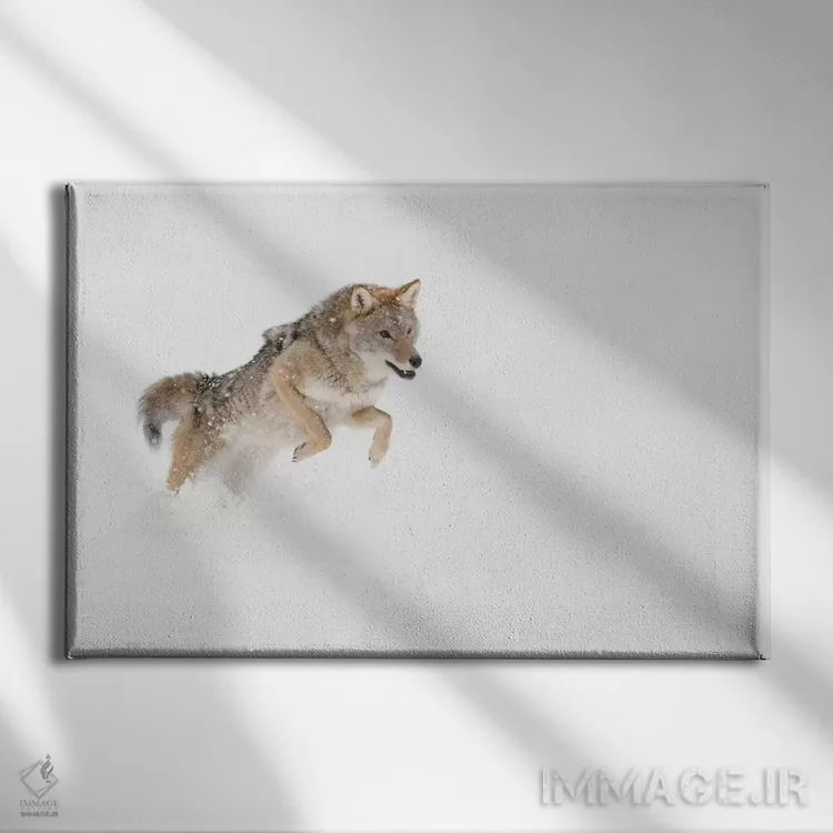 تابلو کایوت در برف، مونتانا (۱) اثر آدام جونز - نمای روبهرو روی دیوار
