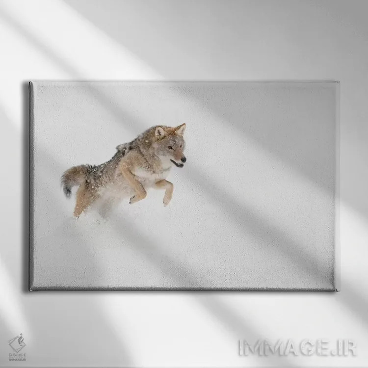 تابلو کایوت در برف، مونتانا (۱) اثر آدام جونز - نمای روبهرو روی دیوار