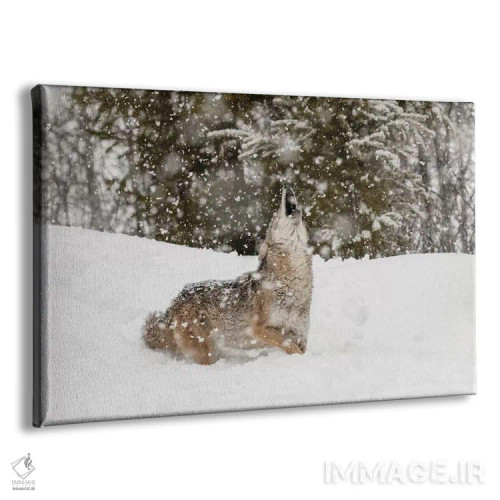 تابلو کایوت در برف، مونتانا (۲) اثر آدام جونز - نمای پرسپکتیو محصول