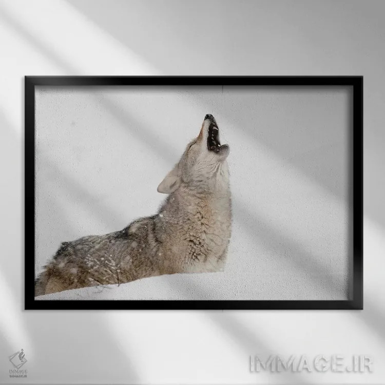 تابلو کایوت زوزهکش در برف، مونتانا اثر آدام جونز - نمای قابدار مشکی